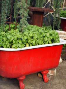 re-purpose a bathtub as a container garden