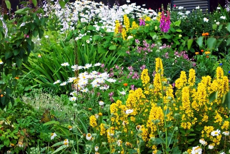 Best Perennials for Pacific Northwest Gardens | Levy's Lawns and ...